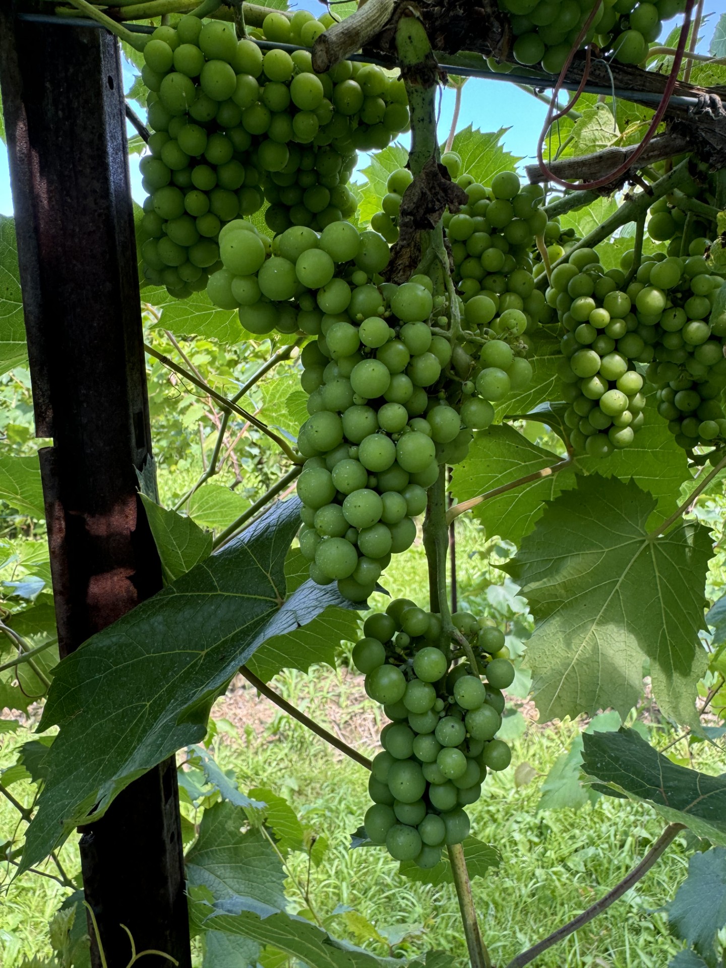 green grapes on  a vine